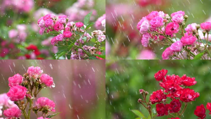雨中玫瑰小花朵1
