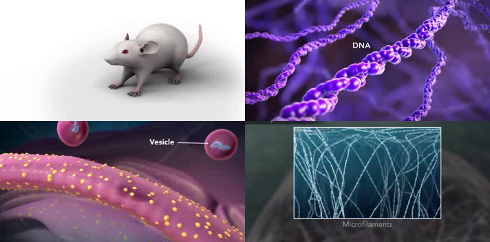 生物学-细胞结构3D动画