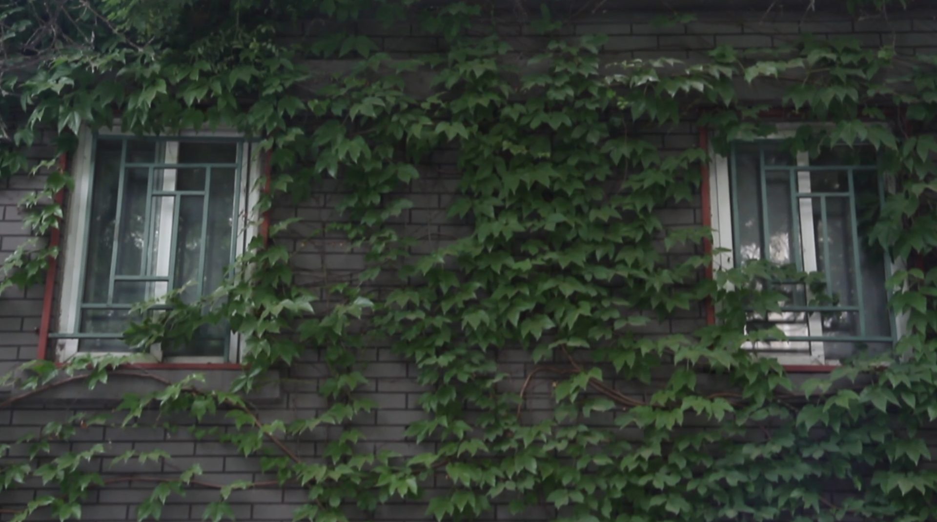 窗前爬山虎墙上藤蔓绿植