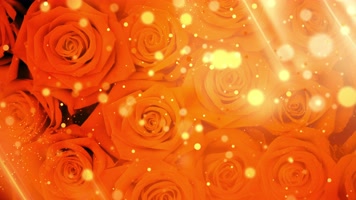 【4k】爱情玫瑰循环 【4k】爱情玫瑰循环