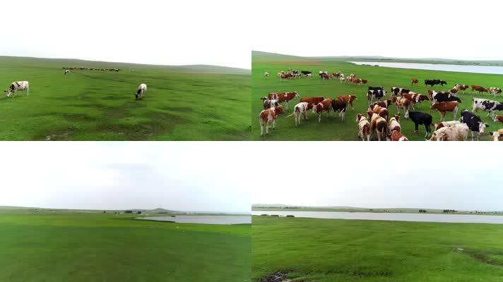 奶牛草原牧场