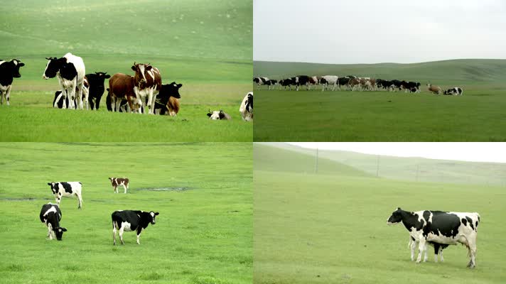奶牛 牧场 草原 荷兰 大草原 养殖 畜牧业 