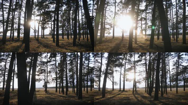 【4K】阳光穿透树林穿梭森林光束光晕