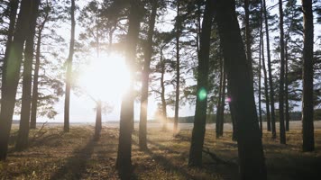 【4K】阳光穿透树林穿梭森林光束光晕