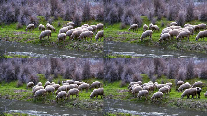 4K.河边羊群，绵羊吃草