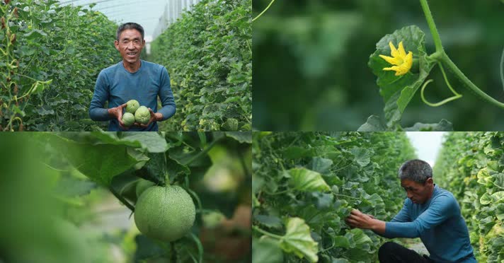 4K甜瓜-绿宝石脆皮