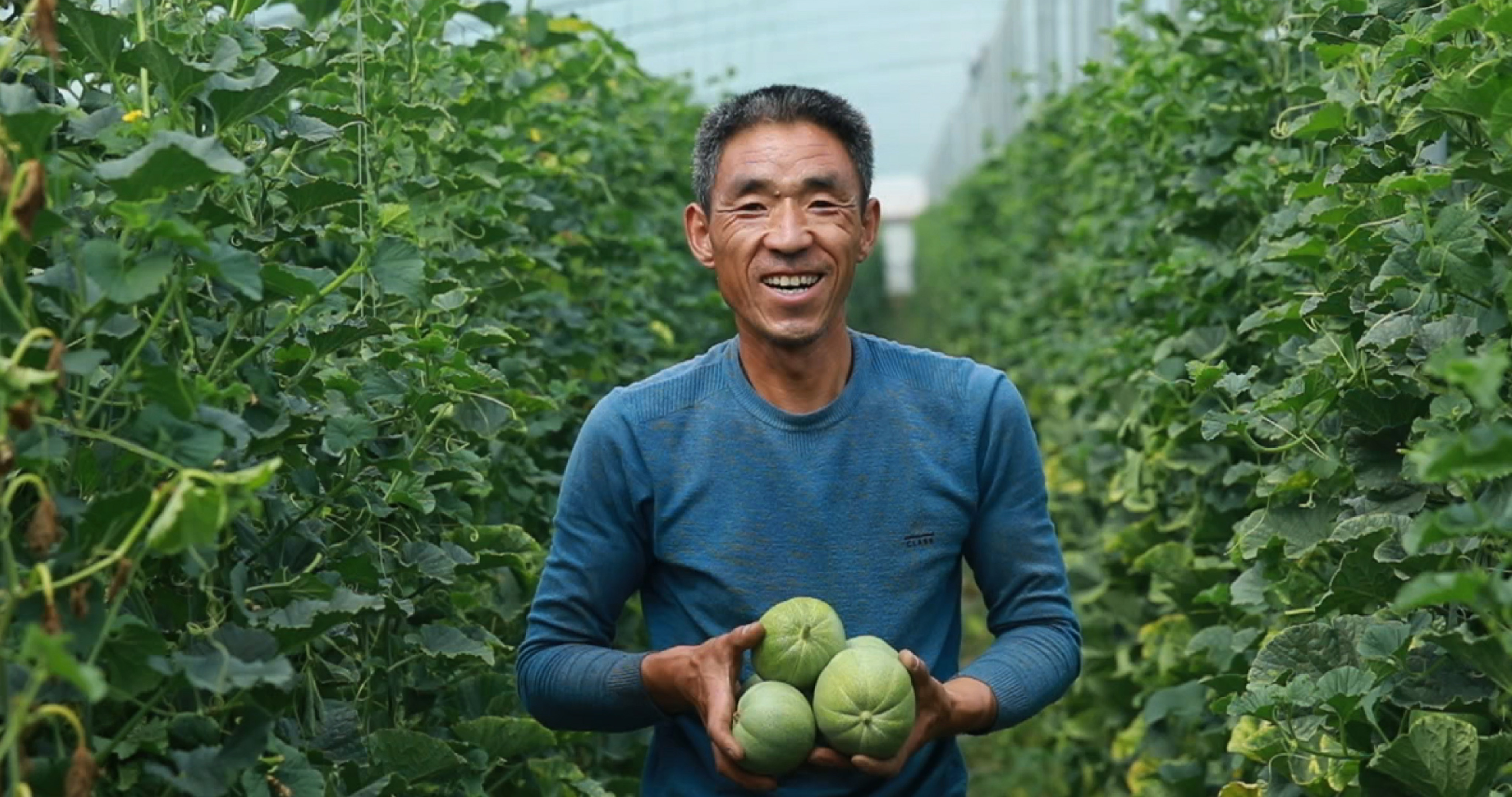 4K甜瓜-绿宝石脆皮