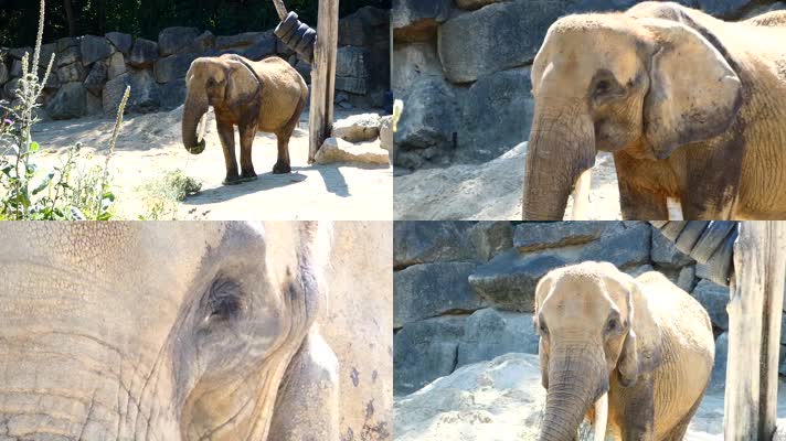 动物园可怜的大象