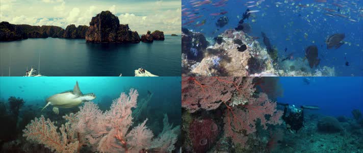 海底摄影，海底世界，海洋生物