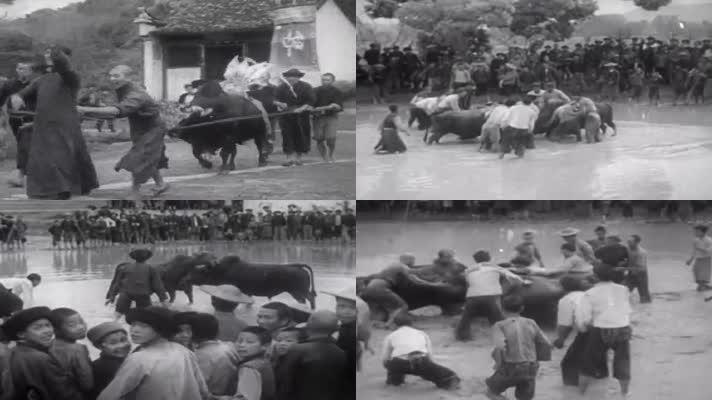 30年代端午节斗牛风俗