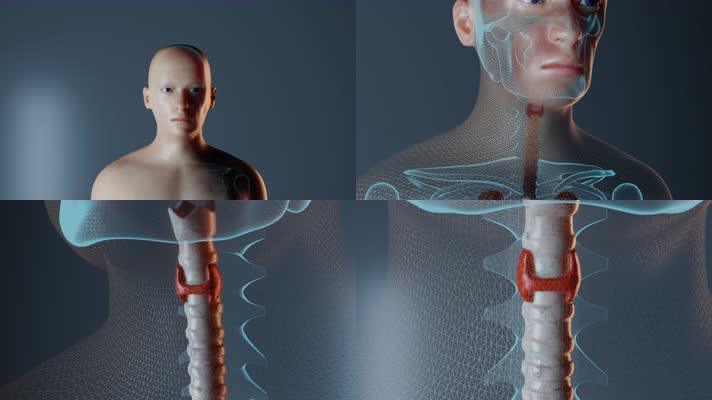 人体喉咙解剖动画