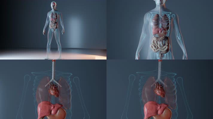 人体心脏解剖动画