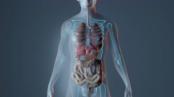 人体心脏解剖动画