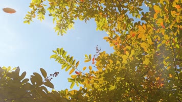 原创阳光秋天落叶