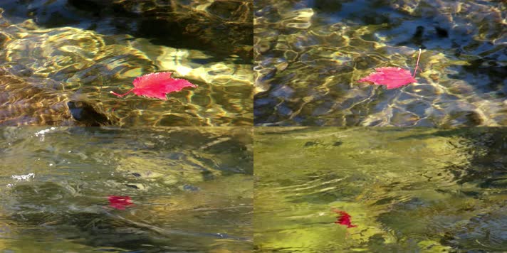 落叶飘零，水面落叶，一片落叶