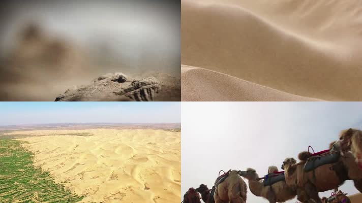 沙漠 骆驼 荒野