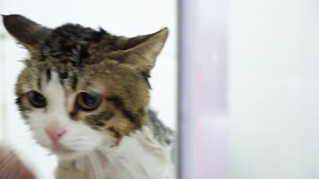 原创宠物猫洗澡 原创宠物猫洗澡