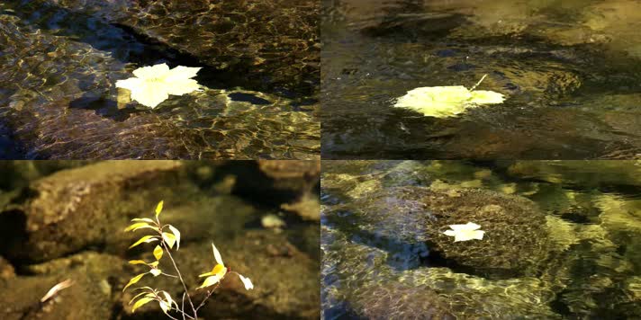 落叶飘零，水面落叶，一片落叶