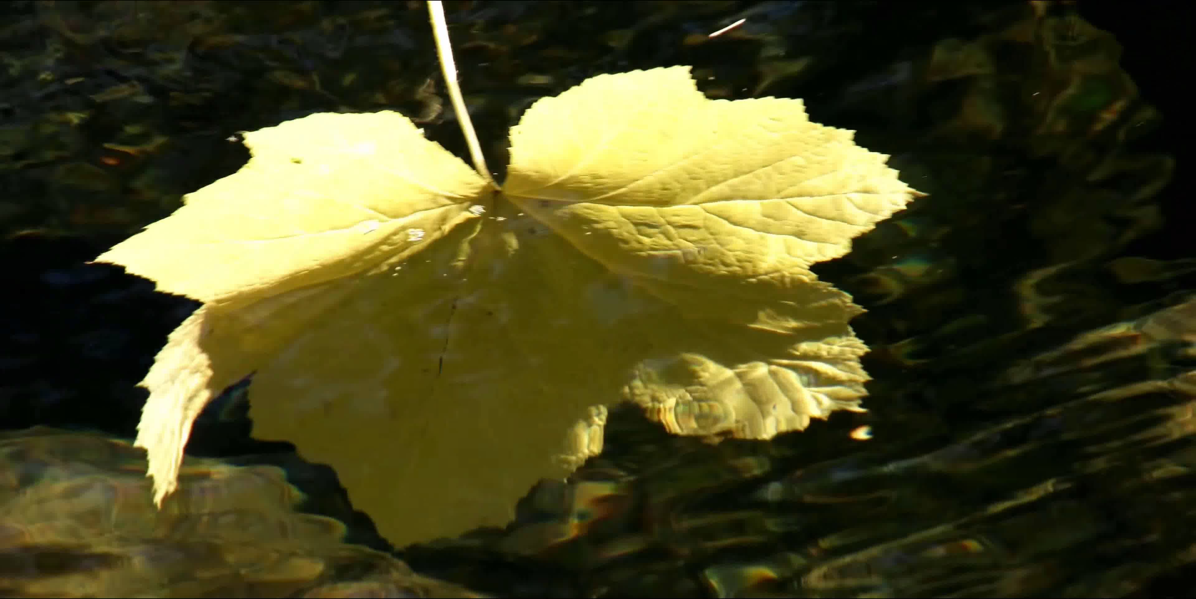 落叶飘零，水面落叶，一片落叶