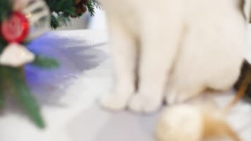 4K原创可爱圣诞节圣诞树猫咪