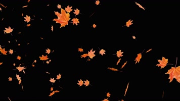 4K红枫叶飘落【原创带alpha通道】
