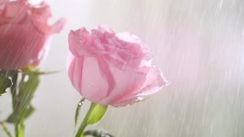 原创粉色花瓣飘落意境水滴花朵 原创粉色花瓣飘落意境水滴花朵