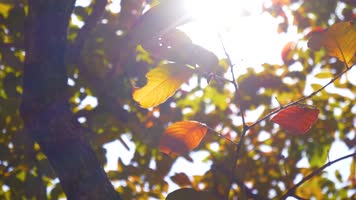 原创春夏秋冬人文风光美景意境宣传片