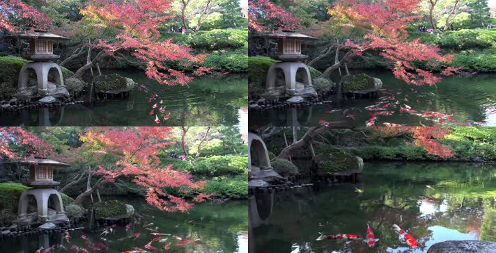 日本庭院锦鲤