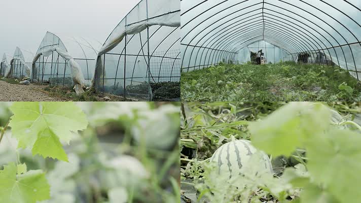 现代农业-经济作物-大棚西瓜