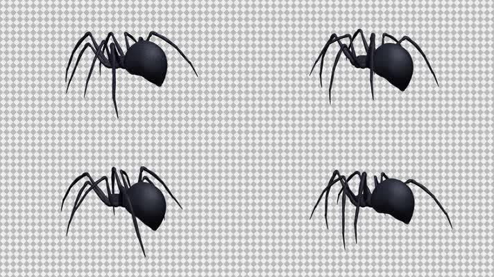 蜘蛛 黑色蜘蛛 黑寡妇 昆虫  