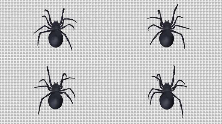 蜘蛛 黑色蜘蛛 黑寡妇 昆虫  