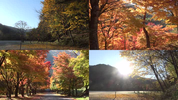 秋天落叶，枫树林，树叶飘落