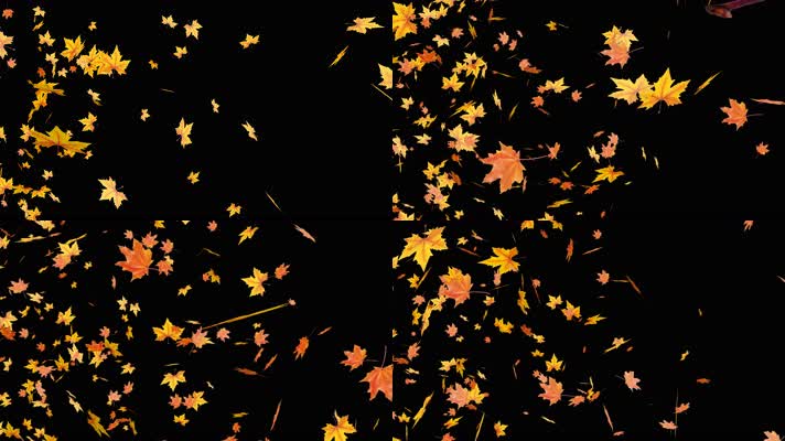 4K金秋落叶金秋枫叶飘落【原创带alpha通