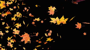 4K金秋落叶金秋枫叶飘落【原创带alpha通