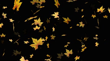 4K金秋落叶枫叶迎面吹来秋天落叶