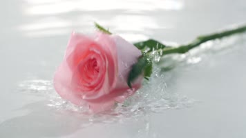 玫瑰花,花瓣落入水中慢镜头可商用 玫瑰花,花瓣落入水中慢镜头可商用