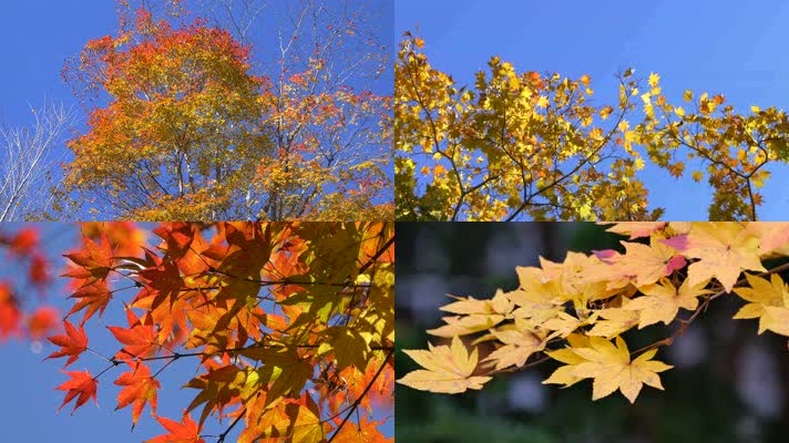 秋天落叶，枫树林，树叶飘落