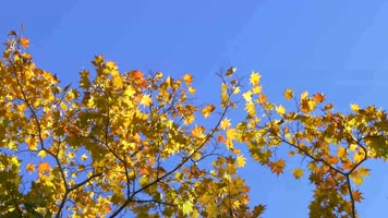 秋天落叶，枫树林，树叶飘落