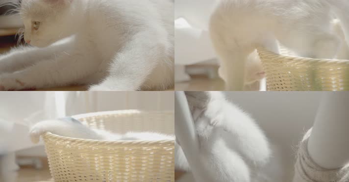 4k猫玩耍日常