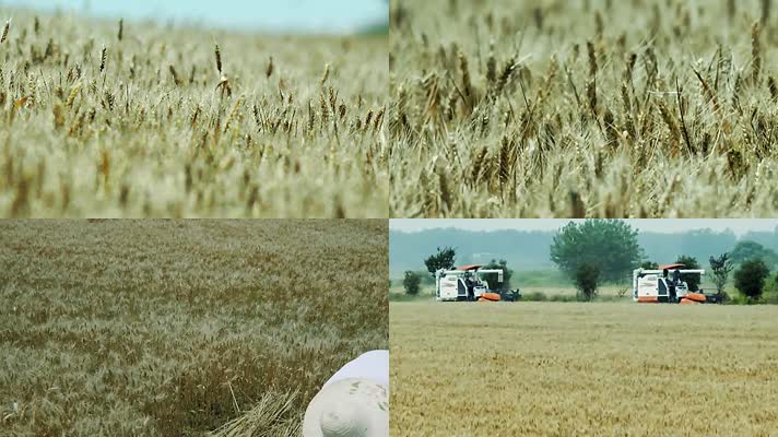 麦收季节-农民割麦子-收麦子-收麦