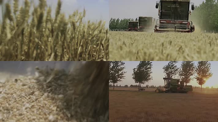 麦收季节-收割机-割麦子-收获