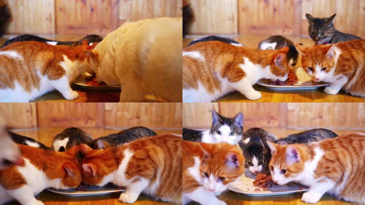 猫吃东西，可爱小猫