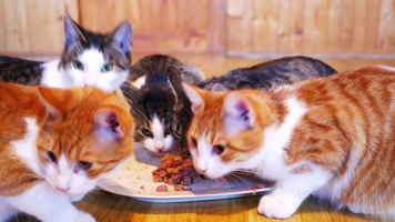 猫吃东西，可爱小猫