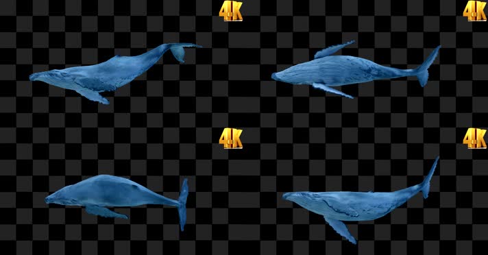 蓝鲸游动 全息蓝鲸  