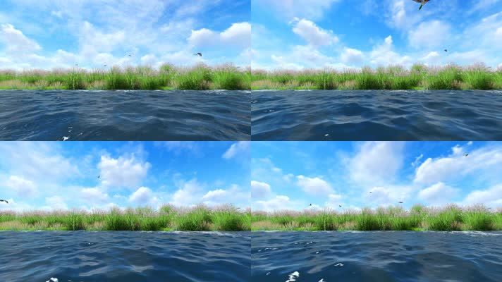 湖边河边芦苇荡水鸟飞翔