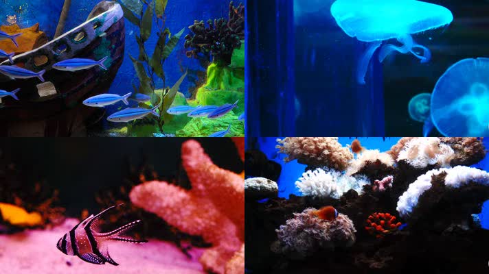 4K海底动物世界
