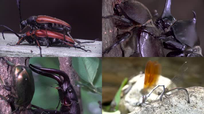 昆虫交尾，昆虫交配繁殖后代