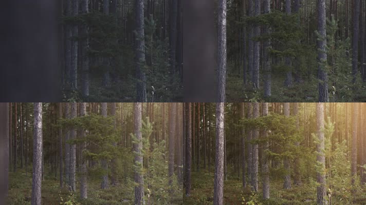 绿色树林杉树日出阳光照射