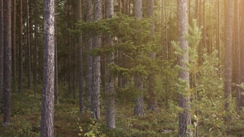 绿色树林杉树日出阳光照射