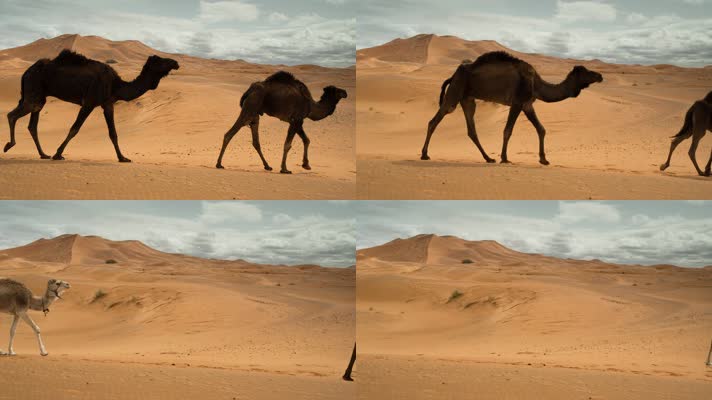 骆驼在沙漠中行走